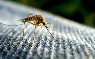 Mosquito_Sri_Lanka