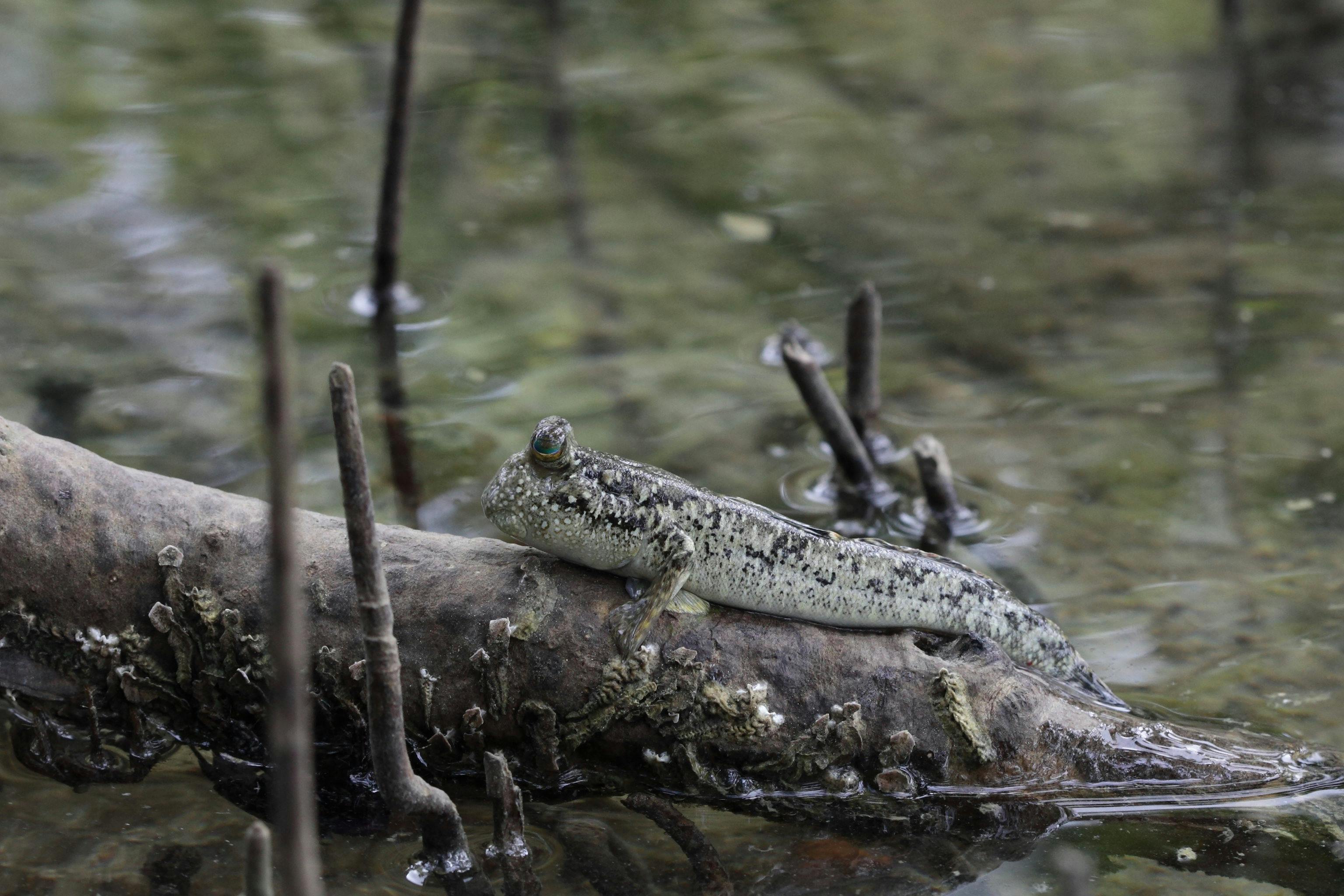 Mudskipper_Philippines_Marsh