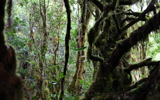 mossy forest indonesia