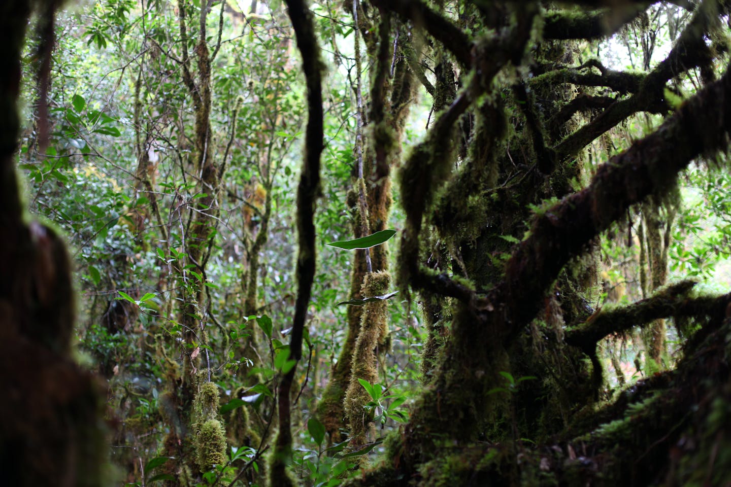 mossy forest indonesia