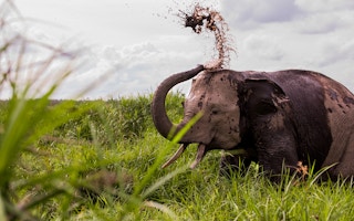 Elephant_Bangladesh
