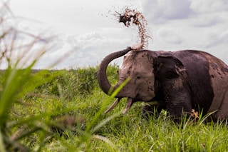 Elephant_Bangladesh