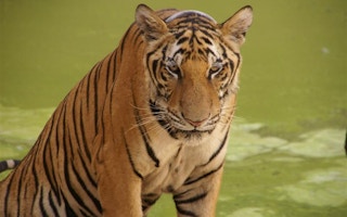 Tiger_Thailand