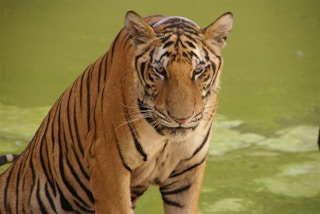 Tiger_Thailand