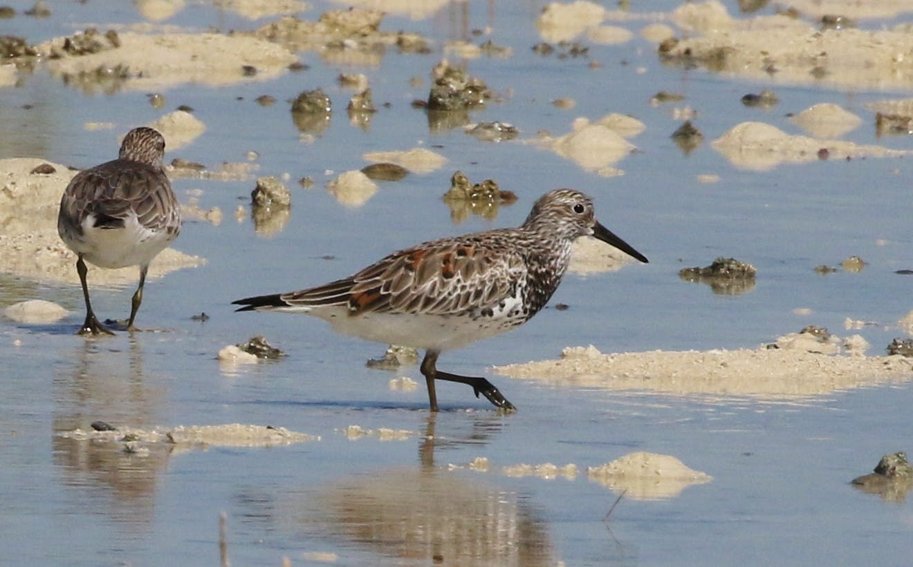 Booming Shorebirds At Borneo Wetland Buck East Asia’s Downward Trend ...