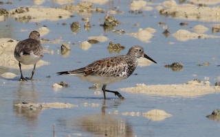 Great Knot_Philippines