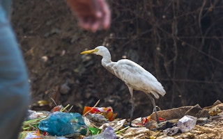 Plastic_Landfill_Bird
