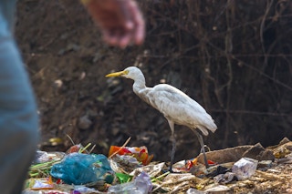 Plastic_Landfill_Bird