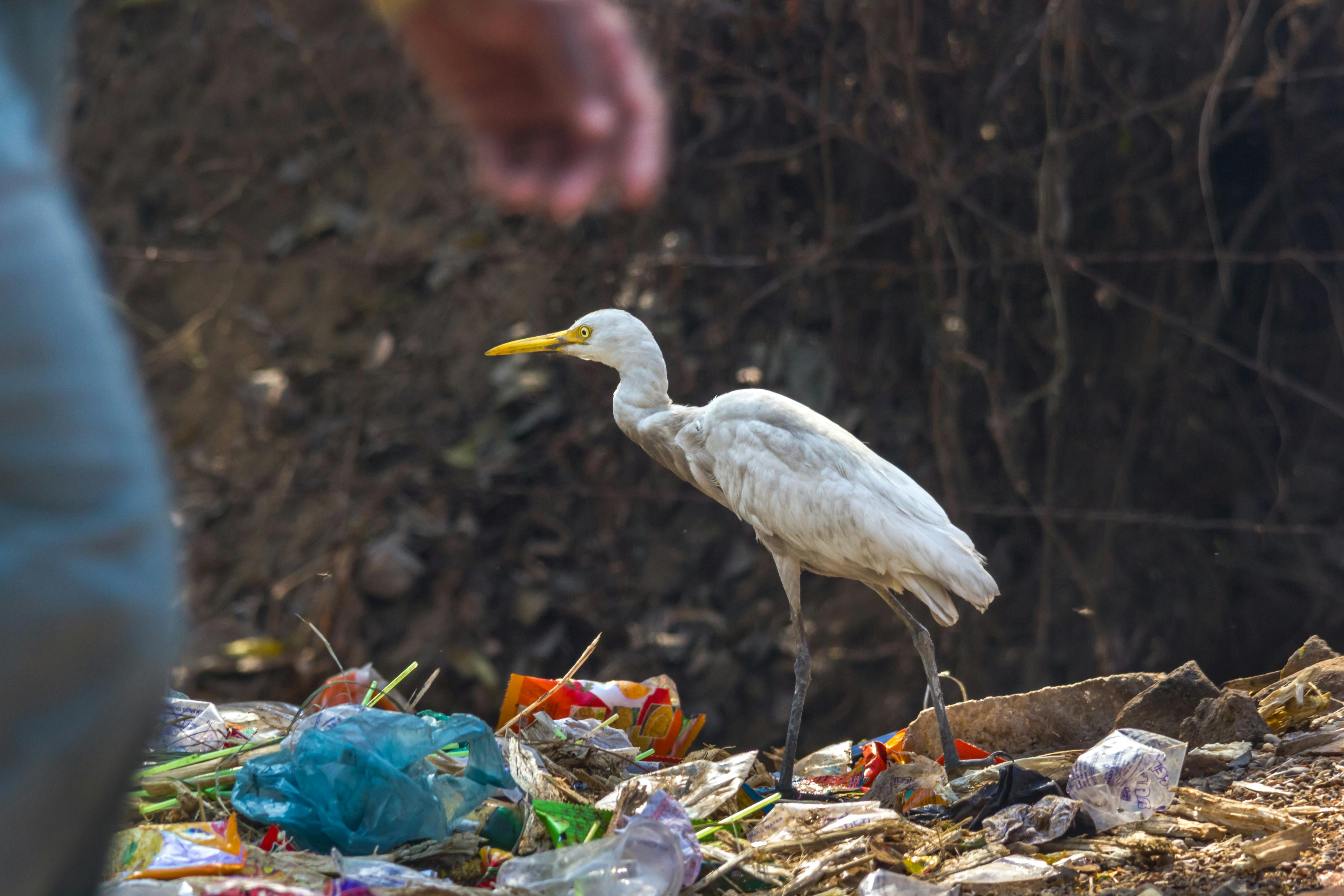 INC-5_Plastic_Pollution_Bird_Landfill