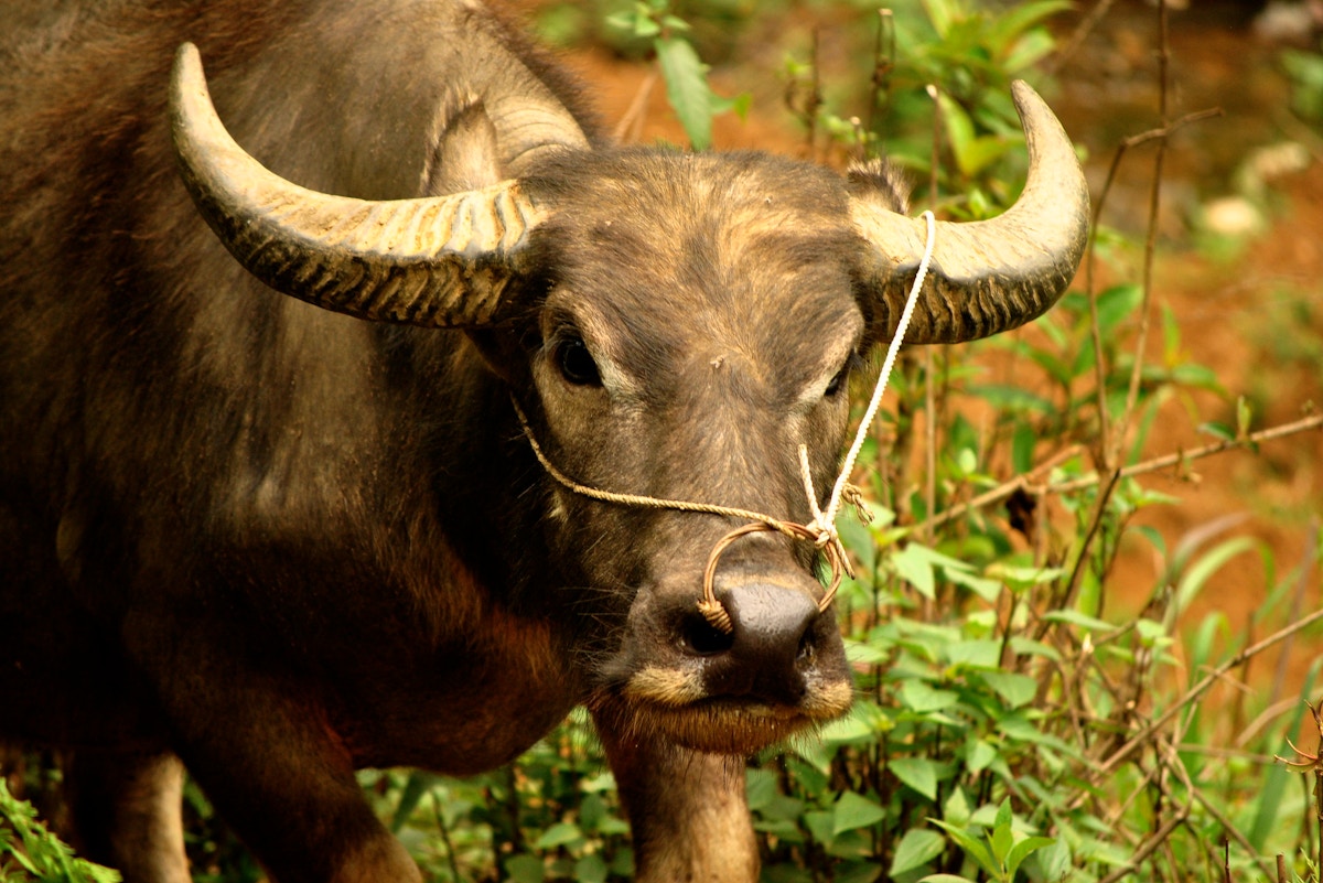 The kouprey: on the trail of Cambodia's elusive wild cattle | News |  Eco-Business | Asia Pacific