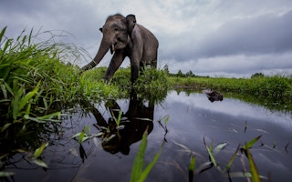 Sumatran_Elphant_Mud_Indonesia