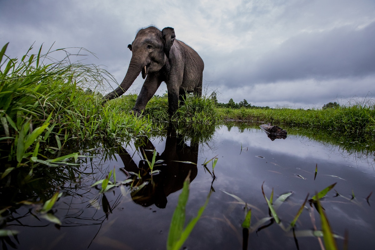 Sumatran elephants cornered by oil palm industry deforestation
