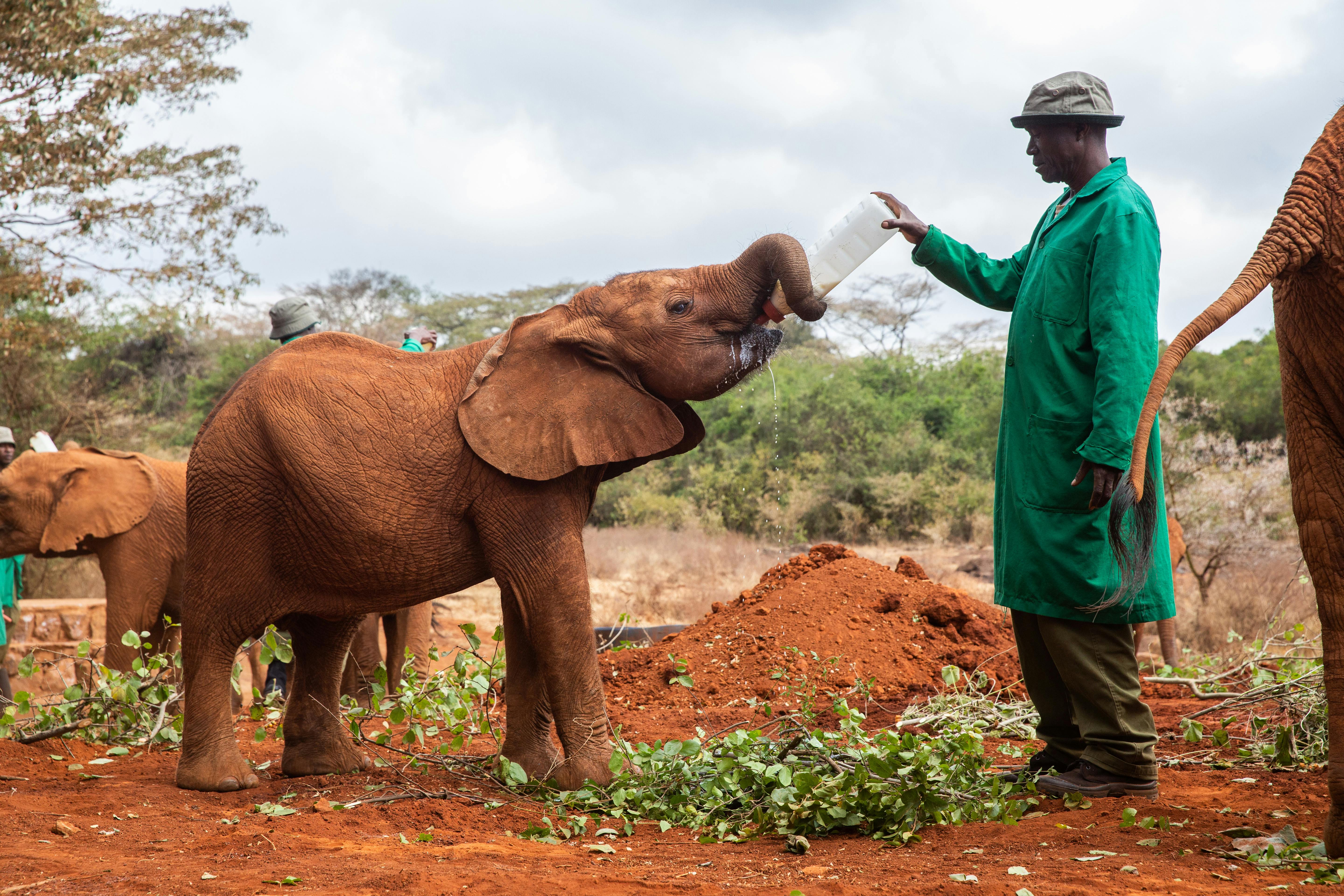 CB_Nature_Pledges_Elephant