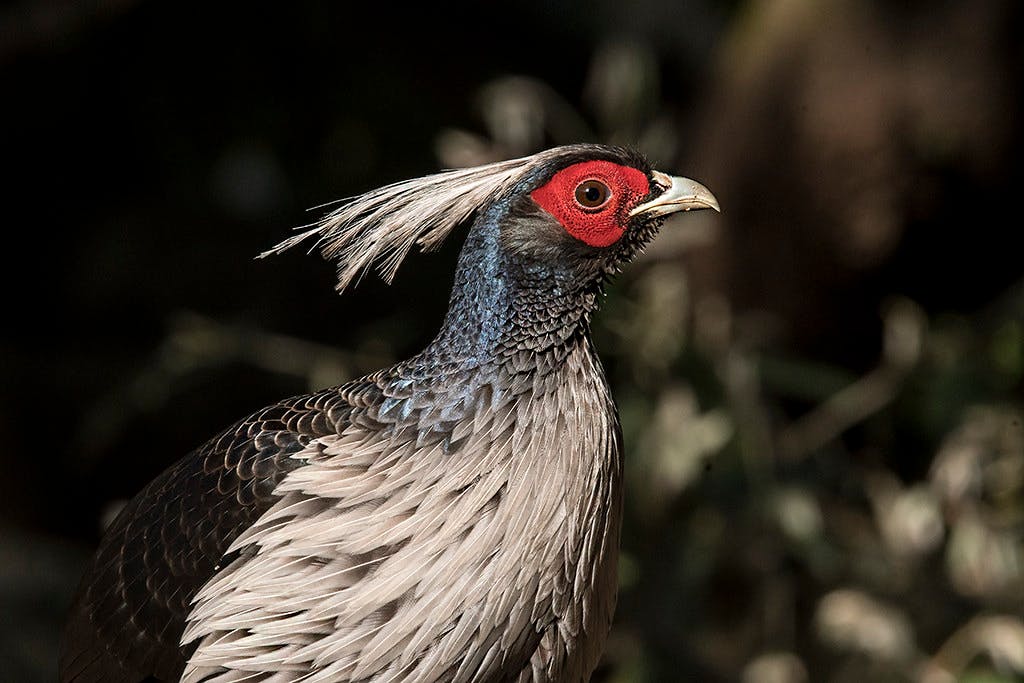 Pheasant_Himalayas