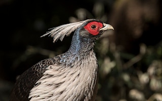 Pheasant_Himalayas