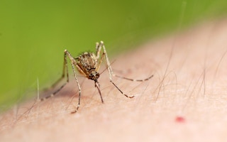 Mosquito_Dengue_India_Vaccine