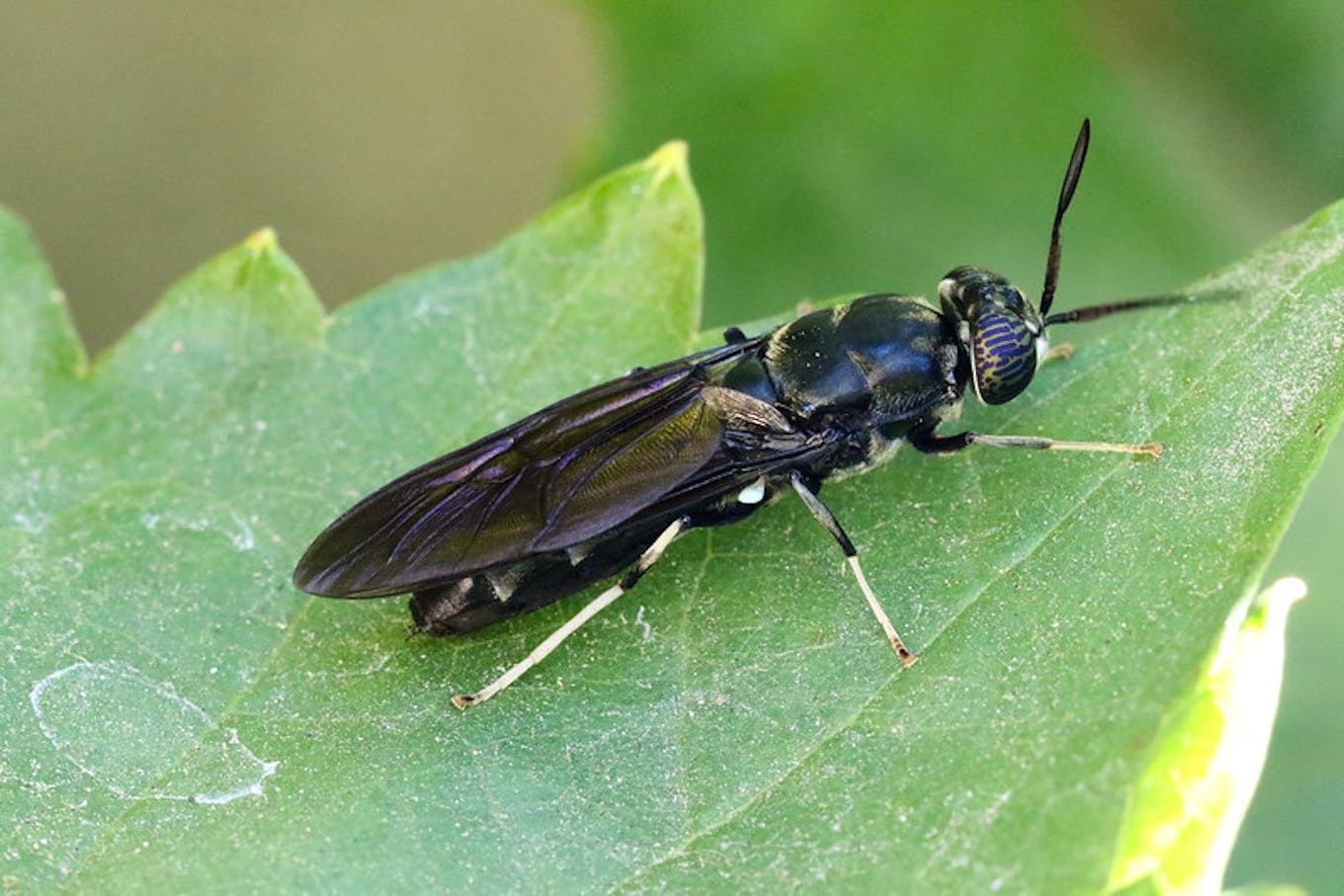 black soldier fly3