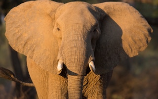 Ivory by any other name: Illegal trade thrives on eBay, study finds