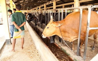 Cattle raised for beef in a barn in Bangladesh