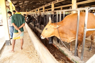 Cattle raised for beef in a barn in Bangladesh