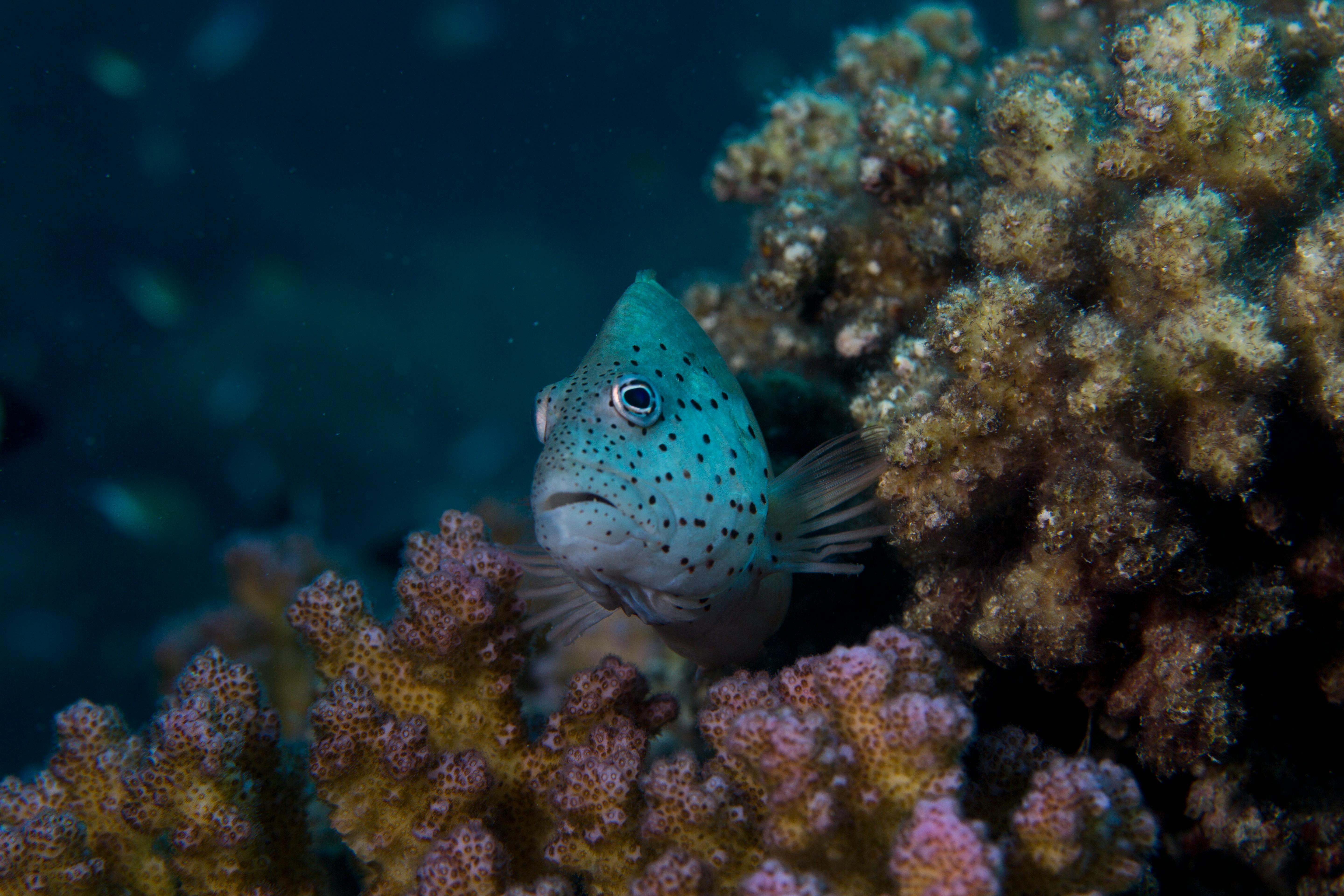 Dead_Coral_Bleaching