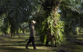 Pioneering sustainable palm oil in India.