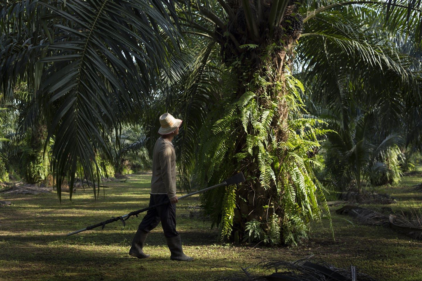 Pioneering sustainable palm oil in India.
