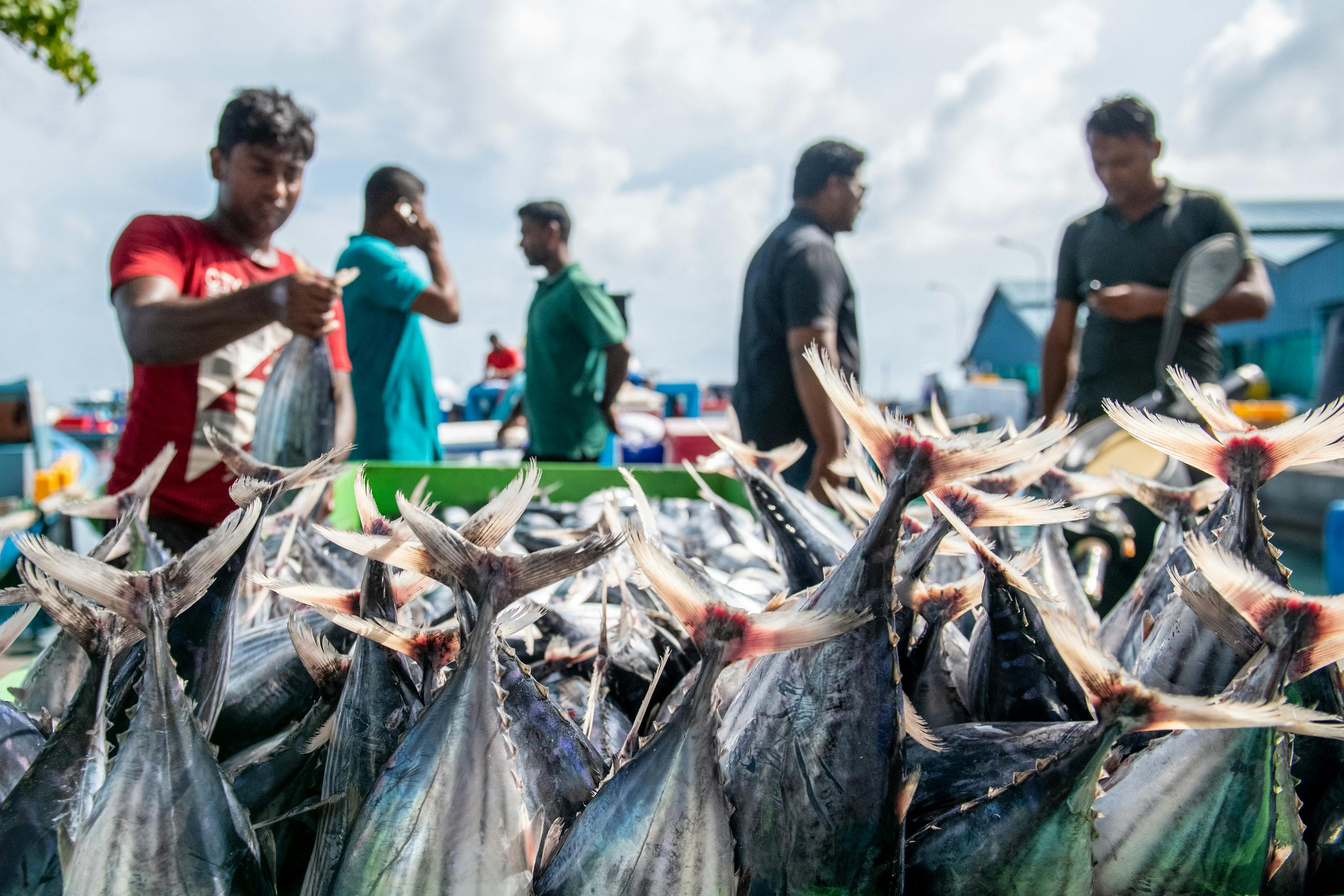 Fisherfolk_Maldives_Ocean_Acidification