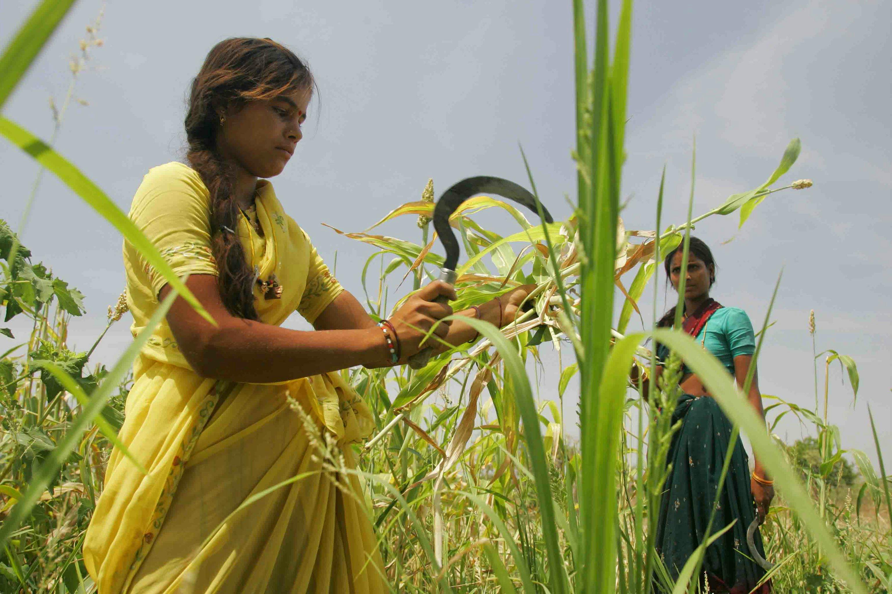 Rice_Farmer_Woman_Eco_India
