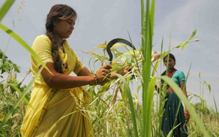 Rice_Farmer_Woman_Eco_India