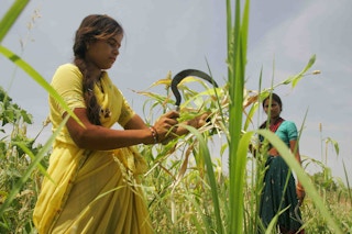 Rice_Farmer_Woman_Eco_India