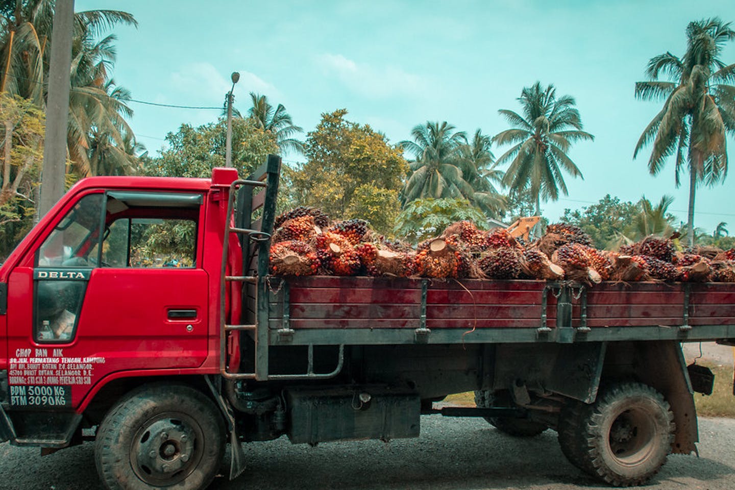 palm oil selangor malaysia