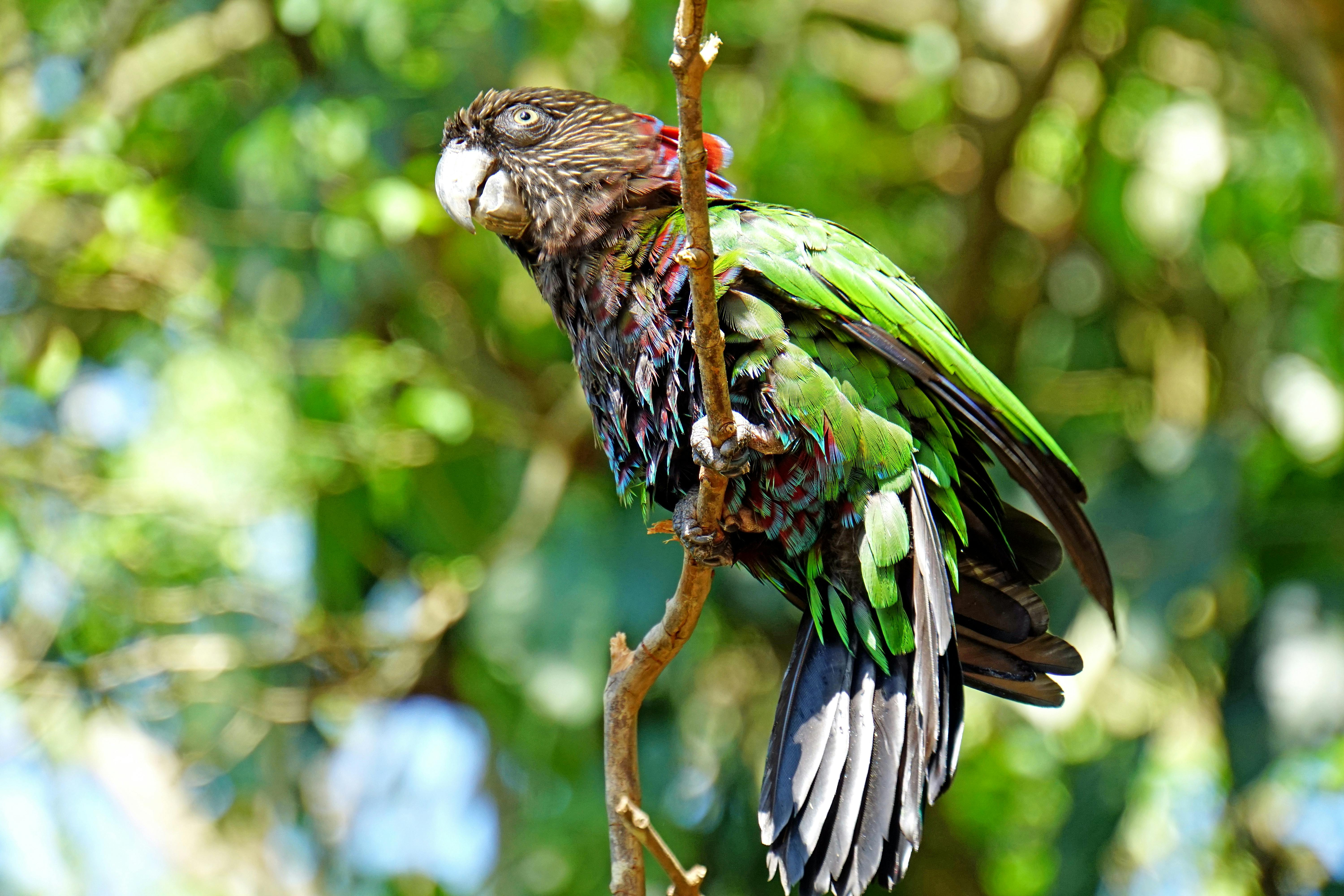 Forest_Credits_Parrot_Redfan