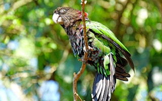Forest_Credits_Parrot_Redfan
