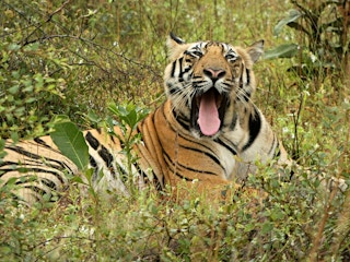 Tiger_Nepal_2022