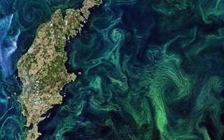 Phytoplankton bloom in the Baltic Sea