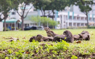 otters in singapore city