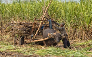 A sugarcane farmer in Talisay, Western Visayas in the Philippines.