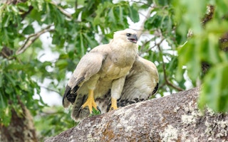 Harpy_Eagle_Amazon_Tipping_Point
