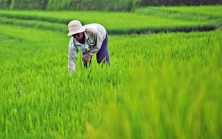 Farmer working on a rice field in Bali, Indonesia.