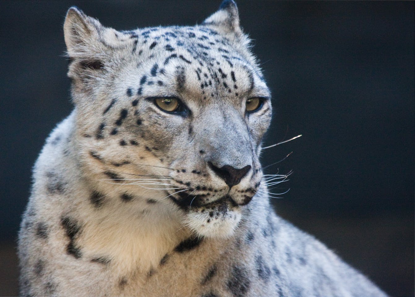 Lokken krijgen voor eeuwig Climate change, habitat loss pushes leopards, tigers into snow leopard  territory | News | Eco-Business | Asia Pacific