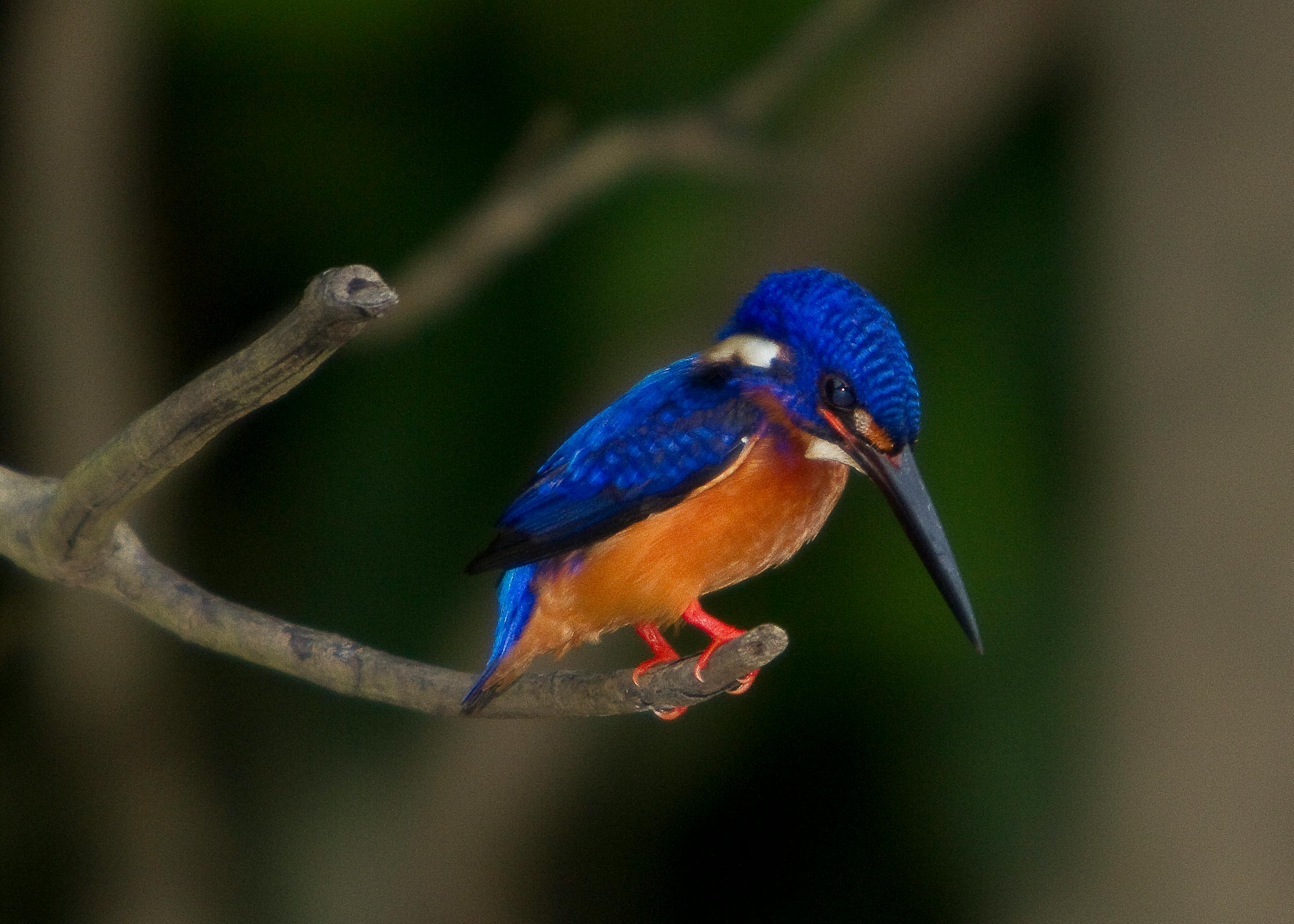 Wildlife_Trade_Indonesia