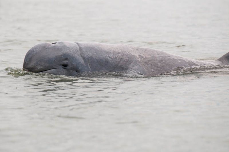 Irrawaddy_Dolphin_Indonesia