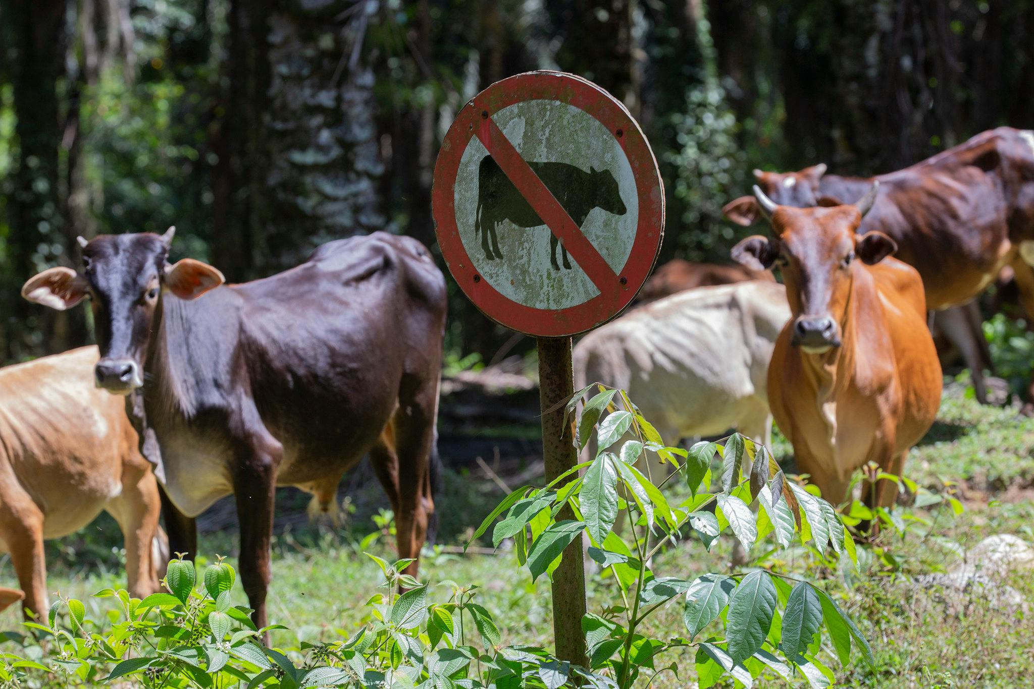 Dairy_Cow_Farm_Indonesia