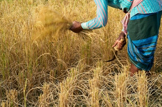rice farm bangladesh