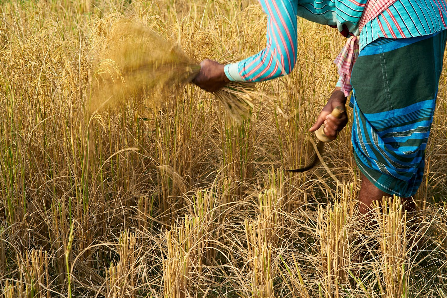 rice farm bangladesh