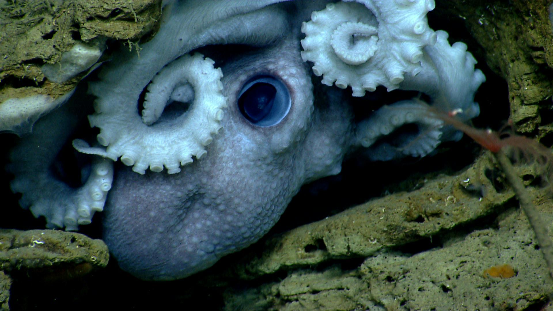 Deepsea_Mining_Push_China