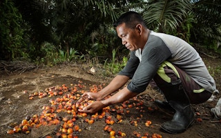 palm oil farmer Kutai Kartanegara, East Kalimtan, Indonesia