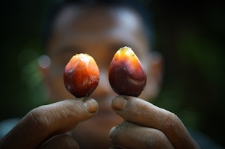 Oil_Palm_Fruit_Worker_indonesia