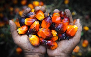 Hope for palm oil